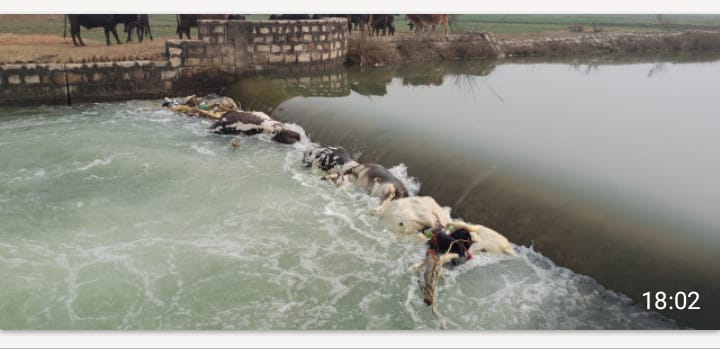 राजगढ़ के नहर में मृत अवस्था में मिले गोवंश